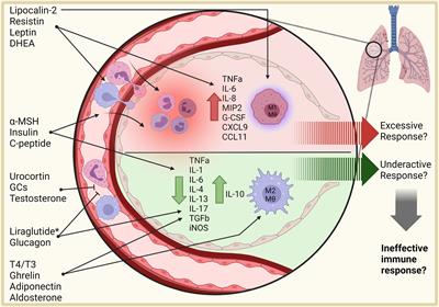 Interplay Between the Immune and Endocrine Systems in the Lung: Implications for TB Susceptibility